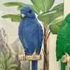 Ornithology Aviary Bird - Indigo/Gold