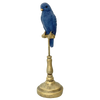 Ornithology Aviary Bird - Indigo/Gold
